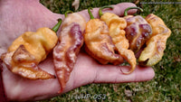 WHP 053 - Pepper Seeds - White Hot Peppers